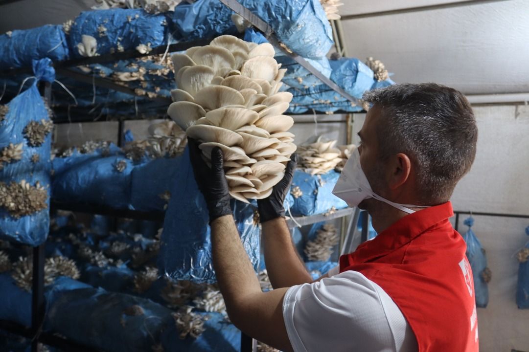 İzmit Belediyesi'nden Sofralara Sağlık: Ekonomik İstiridye Mantarı Fırsatı!